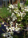 Schlehe - Prunus spinosa * 864 x 1152 * (367KB)